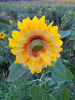 Close-up of a sunflower sown agricultural field of sunflowers. Helianthus