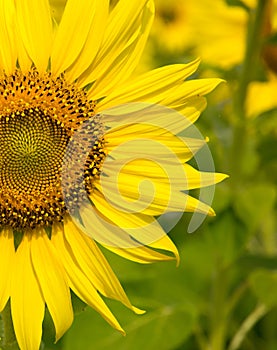 Close-up of sunflower, sunflower in the field on summer