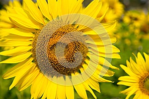 Close-up of sunflower, sunflower in the field on summer