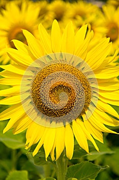 Close-up of sunflower, sunflower in the field on summer