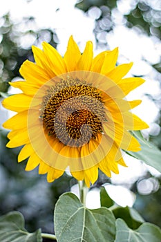 Close up of sunflower, Sunflower flower of summer in field, sunflower natrue background