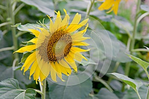 Close up of sunflower, Sunflower flower of summer in field, sunflower natrue background with copy space