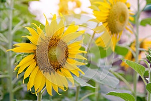 Close up of sunflower, Sunflower flower of summer in field, sunflower natrue background with copy space