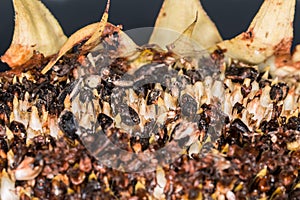 Close-up of a sunflower with sunflower seeds already pecked and eaten by birds, Germany