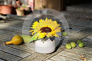 Close up of Sunflower in white vase on vintage wooden table background.