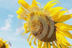 Close up sunflowers