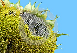 Close-up sunflowers without flowers.