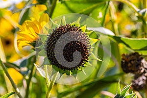 Close up Sunflowers Helianthus annuus seeds on a stem