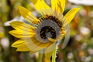 Close up Sunflowers Helianthus annuus on a stem