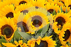 Close Up Of Sunflowers From The Netherlands