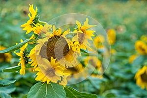 A close-up of sunflowers ope