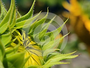 Close up sunflowers ready to bloom in the morning at garden