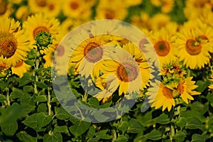 sunflowers on a sunflower field in a countryside, blurred background