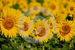 sunflowers on a sunflower field in a countryside, blurred background