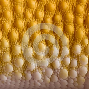 Close-up of Sunglow Leopard gecko scales