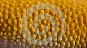 Close-up of Sunglow Leopard gecko scales