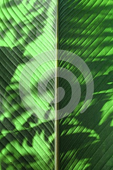 Close up sunlight through green leaves,palm leaf background. Light and shadow on tropical leaf natural pattern for wallpaper, spri