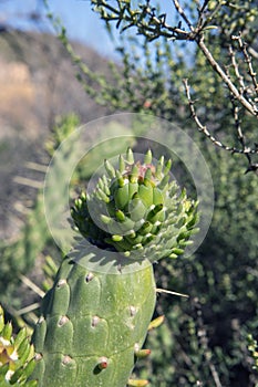 Close-up sunlight photo of wild cactus, Cactaceae Opuntia cylindrica, also called, cactus cylindricus