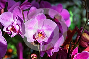 Sunlit purple orchid flowers on display in flower shop