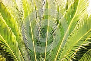 Close-up sunlit tropical natural palm leaves as background.