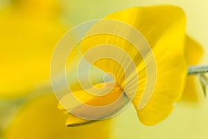 Close-up of sunn hemp yellow flowers in full bloom