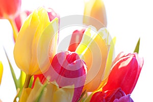 Close Up Of Sunny Tulip Flower Meadow Isolated With Water Drop