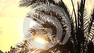 Close up sunset through leaves palm tree. Vacation concept.