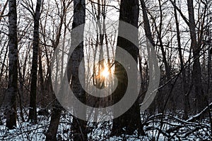 Close up sunset winter forest