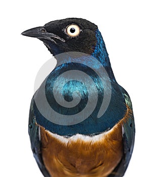 Close-up of a Superb Starling - Lamprotornis superbus