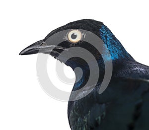 Close-up of a Superb Starling - Lamprotornis superbus photo