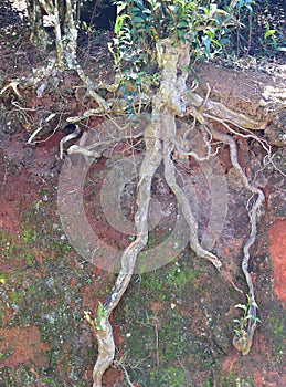 Close up of Surface Roots of Tea Plant - Camellia Sinensis -