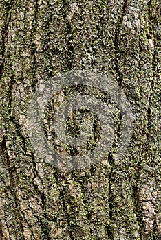 Close up of the surface of the tree bark.