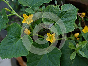 Close-up of suri cucumber plant with yellow flowers