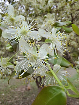 Close-up of a Surinamese or Pitanga cherry blossom in a garden. photo