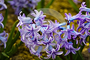 Close up of surprise pink and blue purple dutch hyacinth or garden hyacinth flowers fields in the park