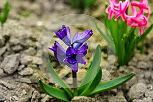 Close up of surprise pink and blue purple dutch hyacinth or garden hyacinth flowers fields in the park