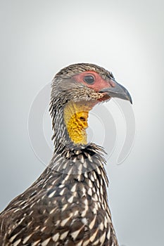 Close-up of Swainson`s spurfowl under grey sky