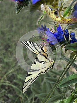 Close-up, swallowtail butterfly, blue flower