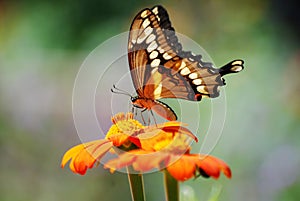 A close-up of a Swallowtail butterfly at Cantigny in Wheaton, Illinois.