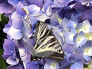 Close up Swallowtail Butterfly on Hydrangea Flower