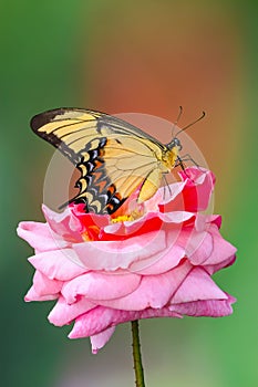 a close-up on a swallowtail butterfly on a rose flower