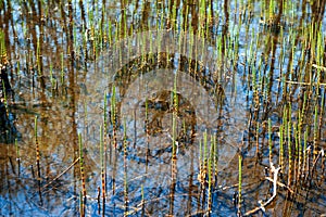 Close-up swamp grass marsh horsetail