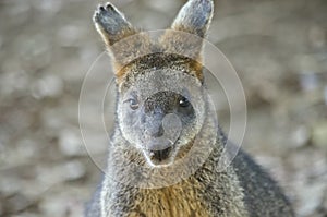 Swamp wallaby