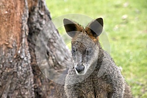 Swamp wallaby