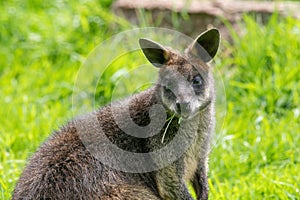 Close up of a Swamp Wallaby Wallabia bicolor a kangaroo from Australia