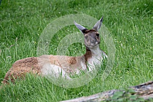 Close up of a Swamp Wallaby Wallabia bicolor a kangaroo from Australia