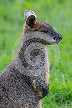 Close up of a Swamp Wallaby Wallabia bicolor a kangaroo from Australia