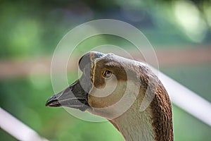 Close-up of a swan goose scientific name: Anser cygnoides is a bird belonging to the Anatidae family.