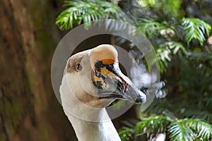 Close-up of a swan goose scientific name: Anser cygnoides is a bird belonging to the Anatidae family.