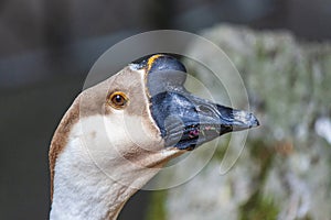 Close-up of a swan goose scientific name: Anser cygnoides is a bird belonging to the Anatidae family.